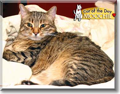 Moochie, the Cat of the Day