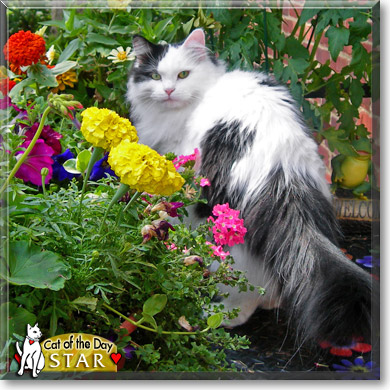 Star, the Cat of the Day