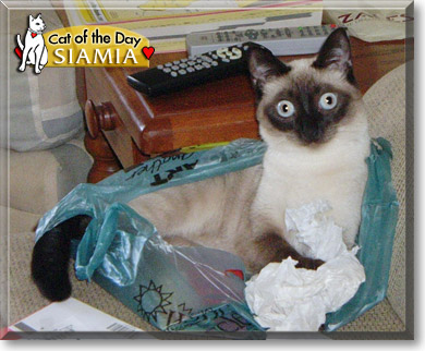 Siamia, the Cat of the Day