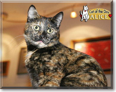 Alice, the Cat of the Day