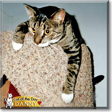 Danny, the Cat of the Day