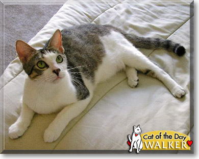 Walker, the Cat of the Day