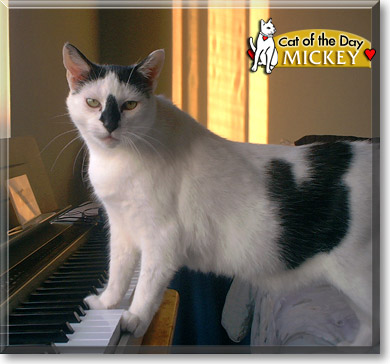 Mickey, the Cat of the Day