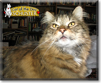 Schuster, the Cat of the Day