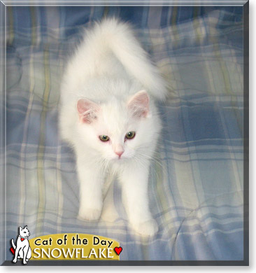 Snowflake, the Cat of the Day