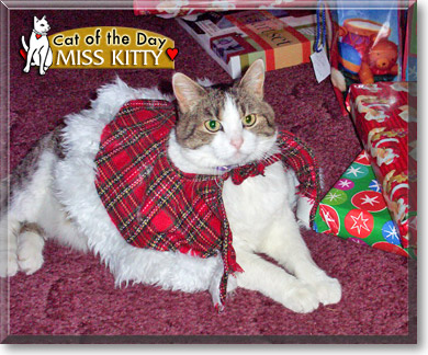 Miss Kitty, the Cat of the Day