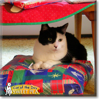 Sweet Pea, the Cat of the Day