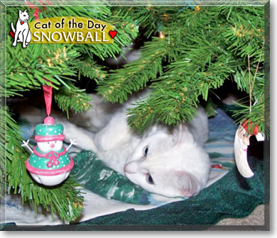 Snowball, the Cat of the Day