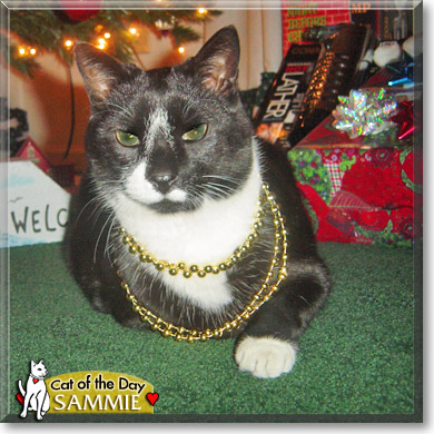 Sammie, the Cat of the Day