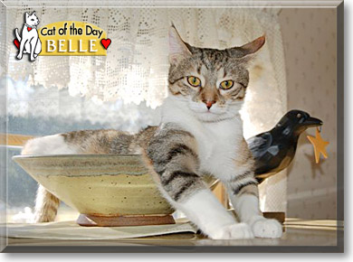 Belle, the Cat of the Day