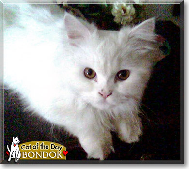 Bondok, the Cat of the Day