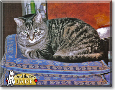 Jade, the Cat of the Day