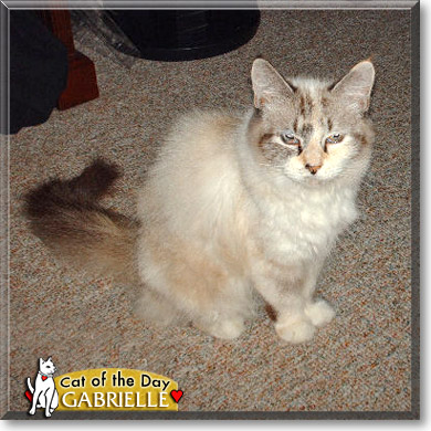 Gabrielle, the Cat of the Day