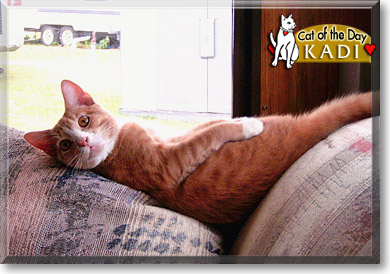 KaDi, the Cat of the Day