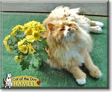Hamlet, the Cat of the Day