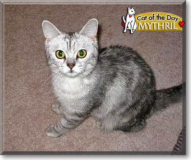 Mythril, the Cat of the Day
