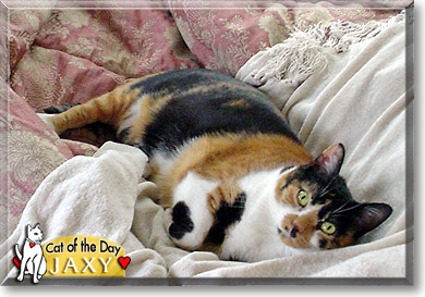 Jaxy, the Cat of the Day