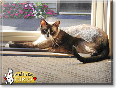 Furio, the Cat of the Day