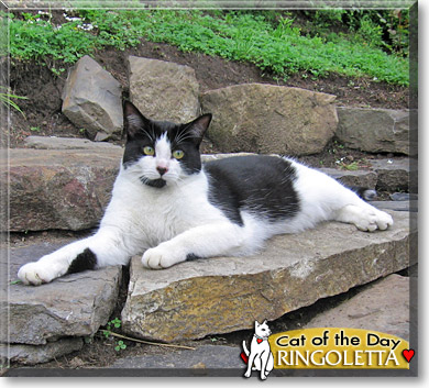 Ringoletta, the Cat of the Day