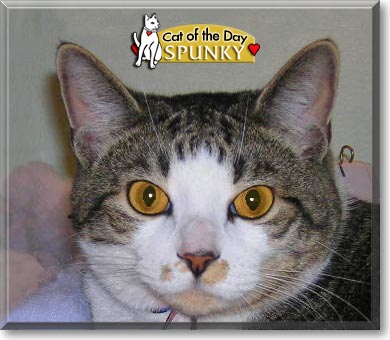 Spunky, the Cat of the Day