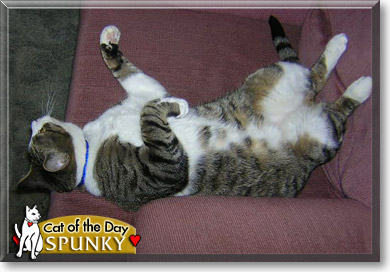 Spunky, the Cat of the Day