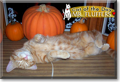 Mr. Fluffers, the Cat of the Day