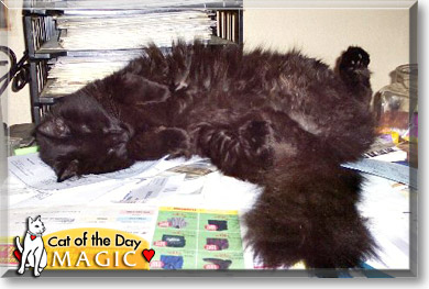 Magic, the Cat of the Day