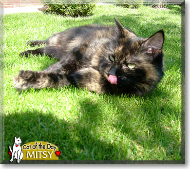 Mitsy, the Cat of the Day