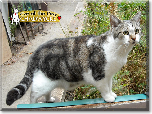 Chadwycke, the Cat of the Day