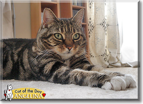 Angelina, the Cat of the Day