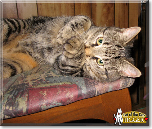 Tigger, the Cat of the Day