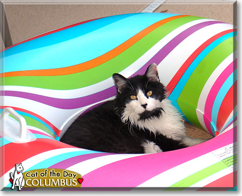 Columbus, the Cat of the Day