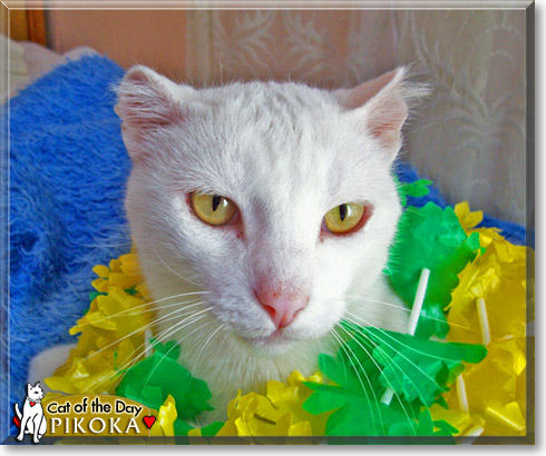 Pikoka, the Cat of the Day