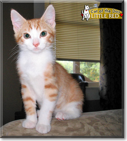 Little Red, the Cat of the Day