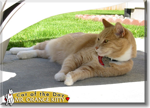 Mister Orange Kitty, the Cat of the Day