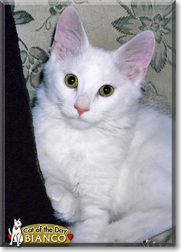 Bianco, the Cat of the Day
