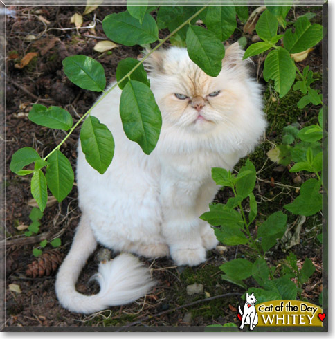 Whitey, the Cat of the Day