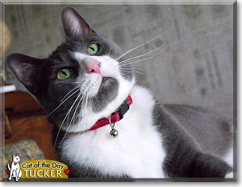 Tucker, the Cat of the Day