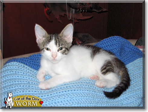Worm, the Cat of the Day