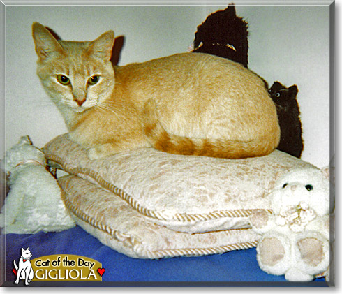 Gigliola, the Cat of the Day
