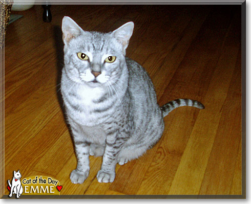 Emme, the Cat of the Day