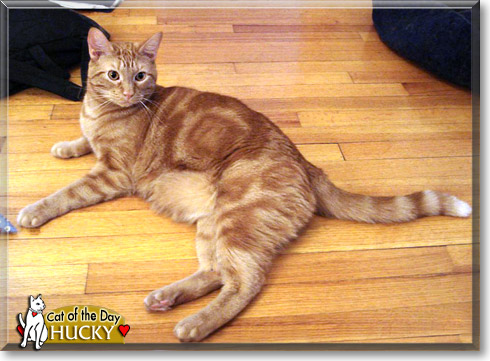 Hucky, the Cat of the Day
