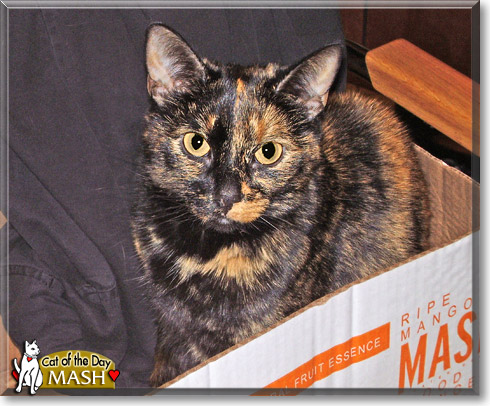 Mash, the Cat of the Day