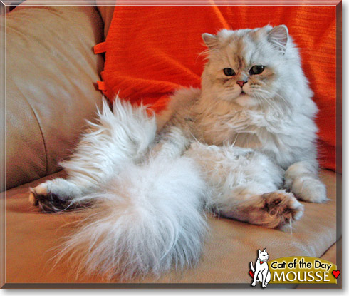 Mousse, the Cat of the Day