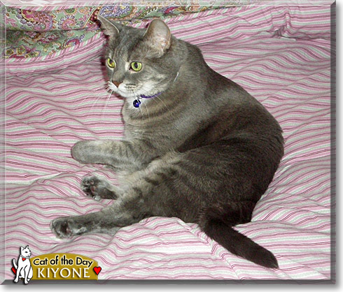Kiyone, the Cat of the Day