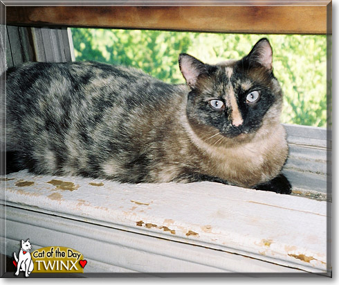Twinx, the Cat of the Day