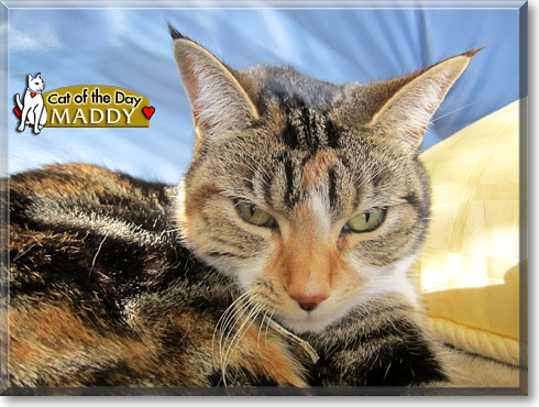 Maddy, the Cat of the Day