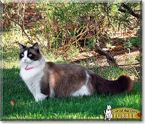 Furbee, the Cat of the Day
