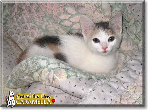 Caramella, the Cat of the Day