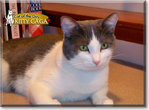 Kitty Gaga, the Cat of the Day